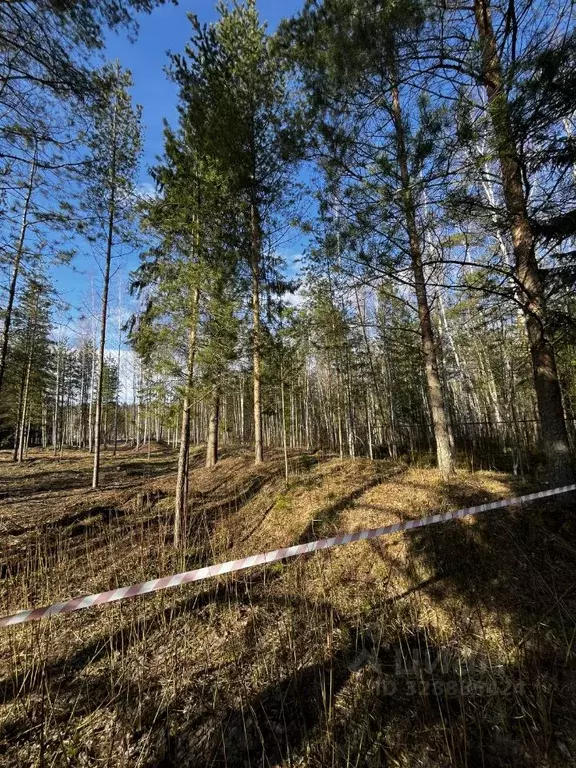 Участок в Ярославская область, Рыбинский муниципальный округ, Лесное-7 ... - Фото 2