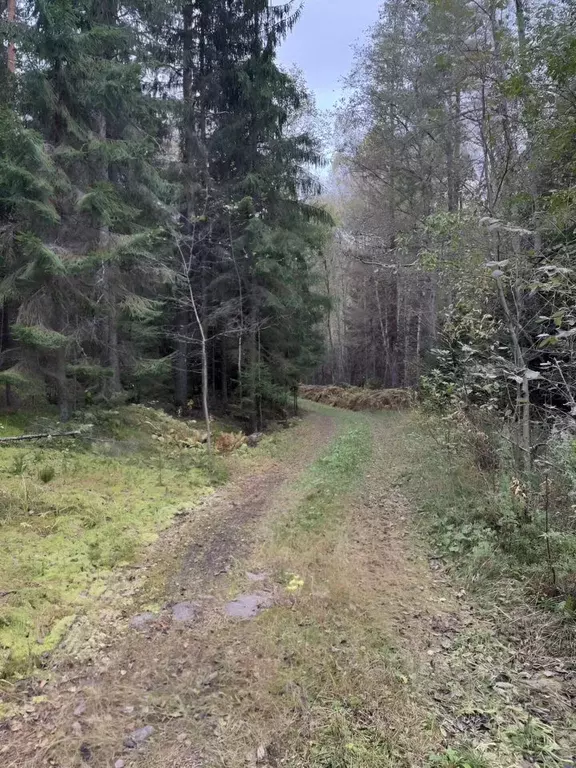 Участок в Ленинградская область, Выборгский район, Селезневское с/пос, ... - Фото 1