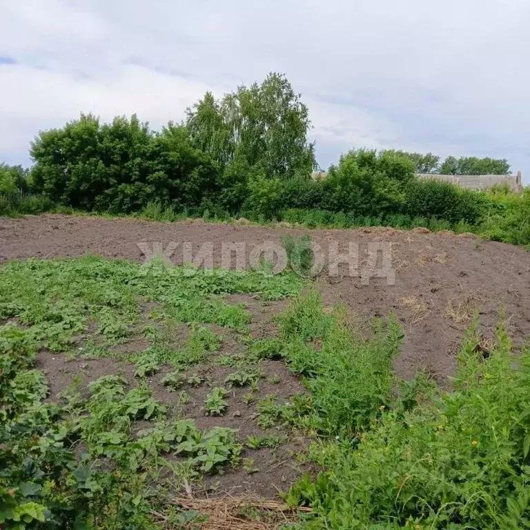 Дом в Новосибирская область, Колывань рп ул. Калинина (50 м) - Фото 2