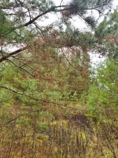 Участок в Московская область, Шатура муниципальный округ, д. Пожога  ... - Фото 1