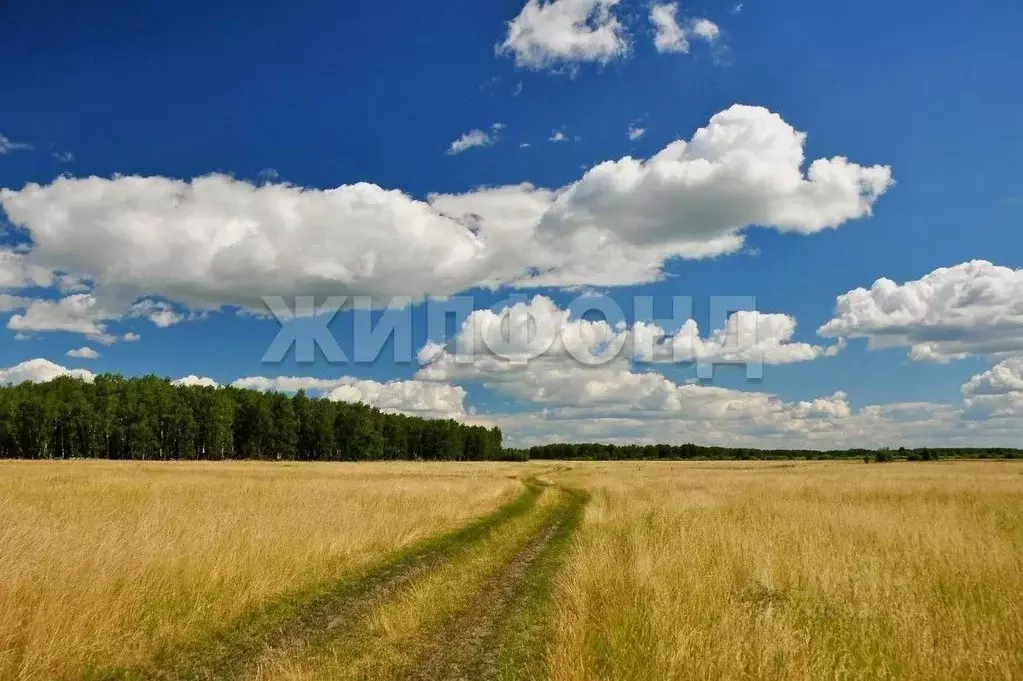 Участок в Новосибирская область, Ордынский район, с. Вагайцево ул. ... - Фото 1