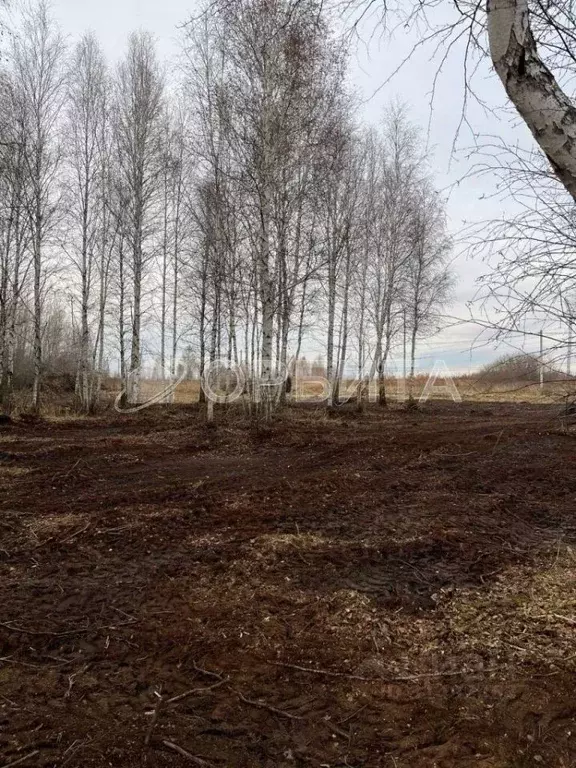 Участок в Тюменская область, Тюменский район, с. Борки  (5.77 сот.) - Фото 2