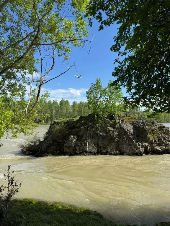 Участок в Алтайский край, Алтайский район, Айский сельсовет, с. Ая  ... - Фото 2