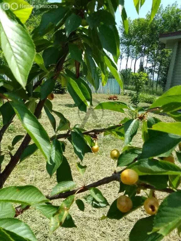 Участок в станица Ширванская, улица Горького (14.13 м) - Фото 2