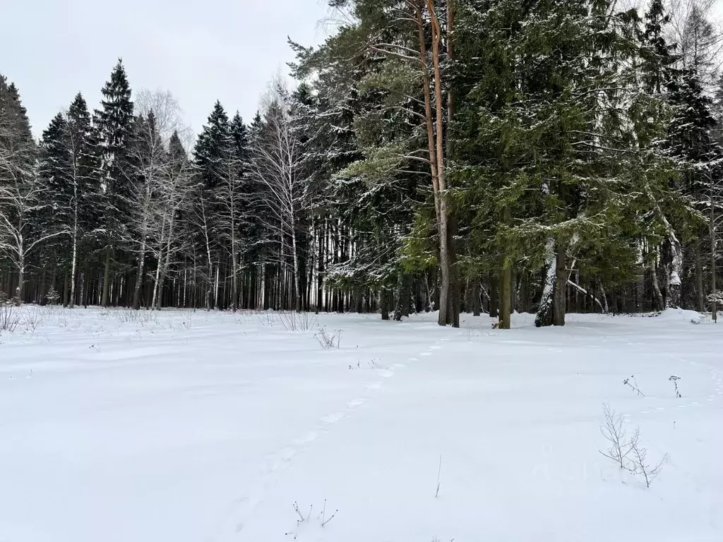 Участок в Московская область, Рузский муниципальный округ, д. ... - Фото 2
