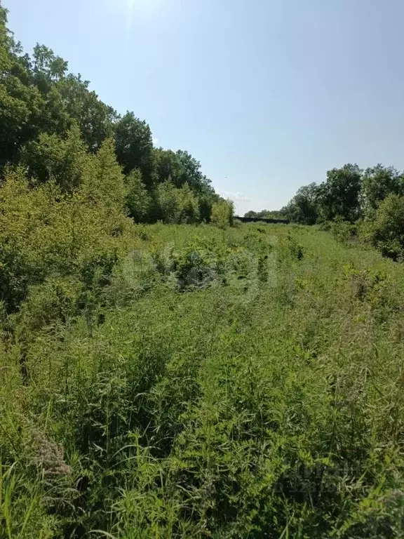 Участок в Амурская область, Благовещенск Игнатьевское ш., 7 (11.0 ... - Фото 1