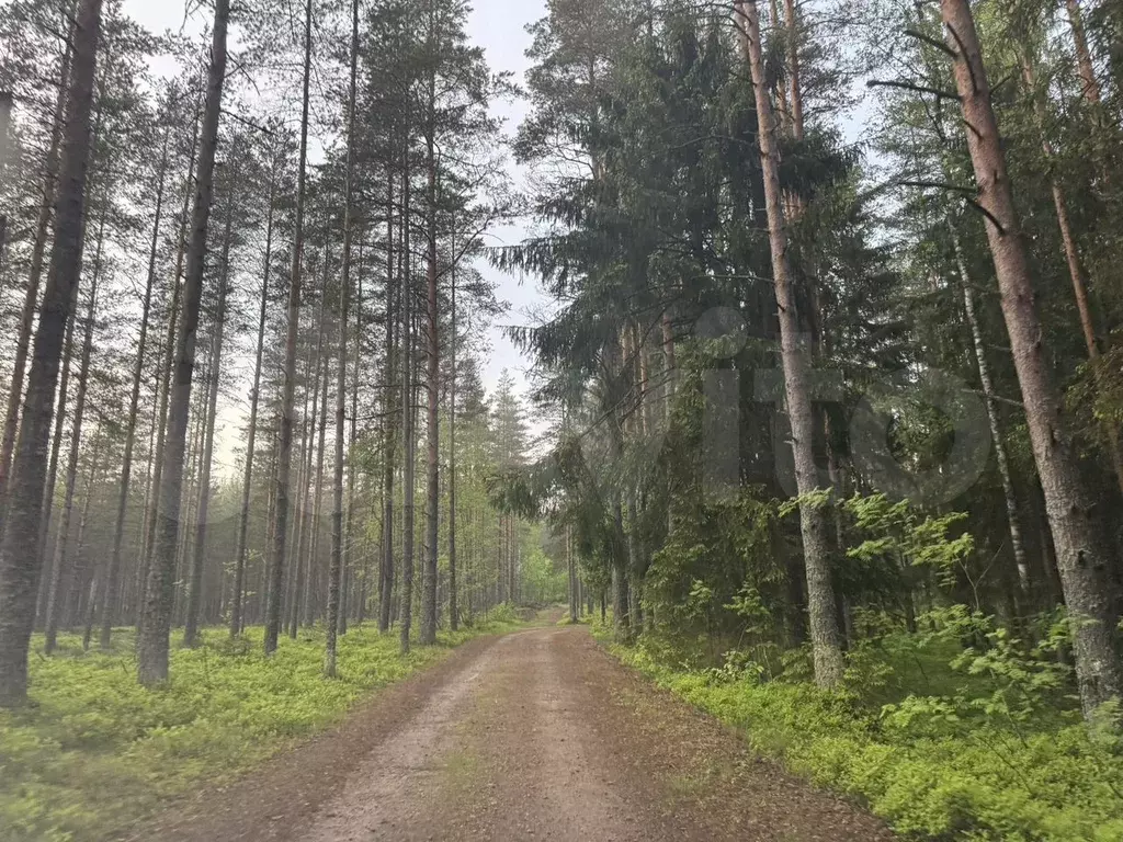 Участок 12 сот. (ИЖС) - Фото 0