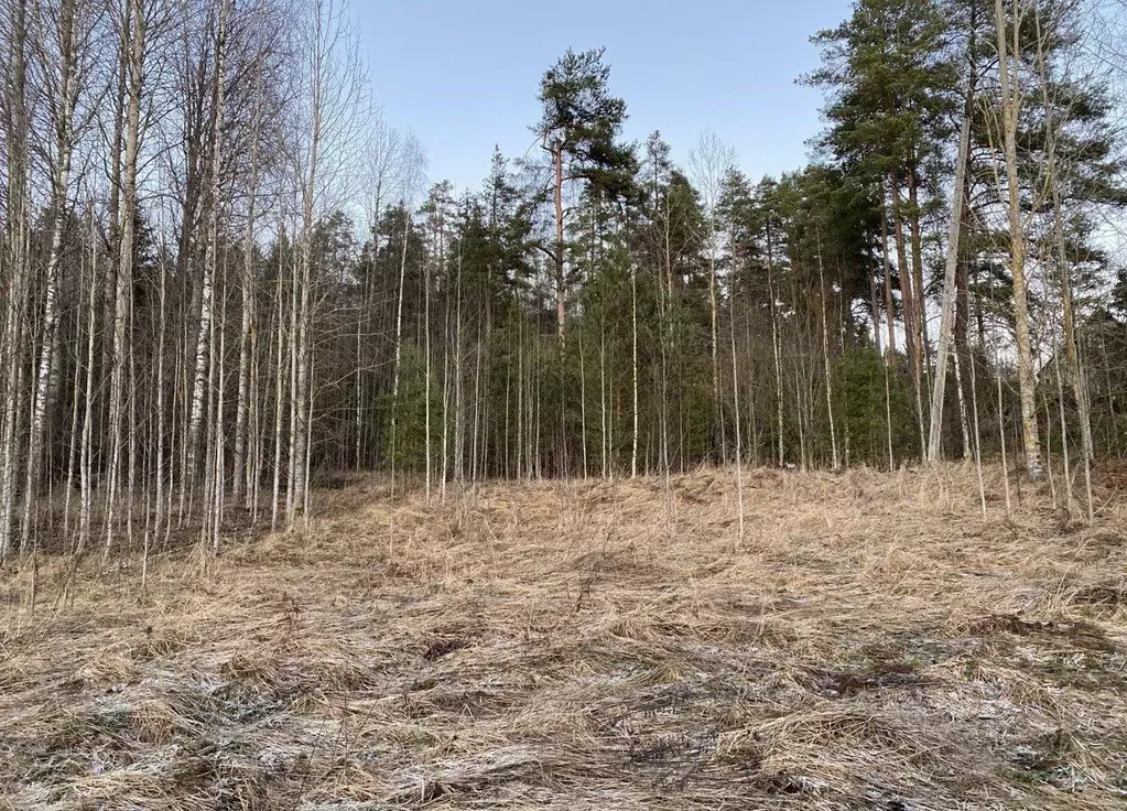 Участок в Ленинградская область, Выборгский район, Светогорское ... - Фото 1