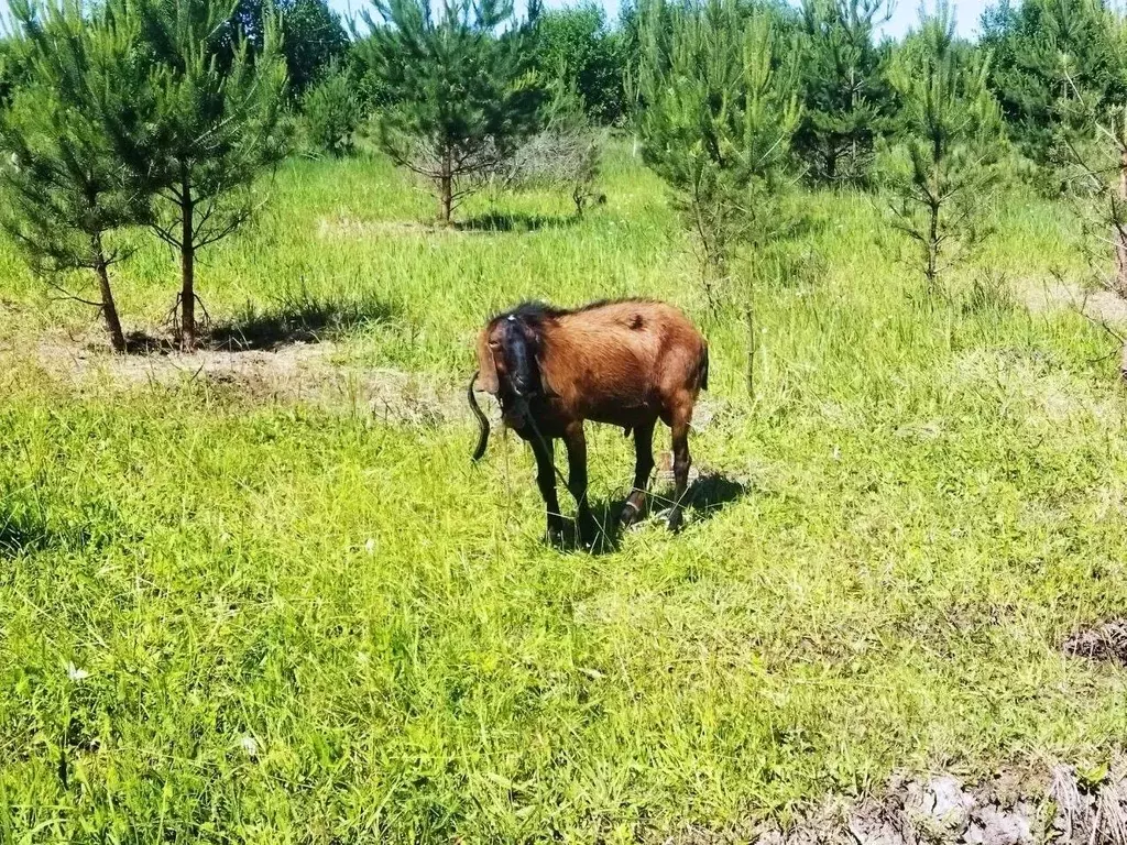 Участок в Тульская область, Ясногорский район, Иваньковское с/пос, ... - Фото 1