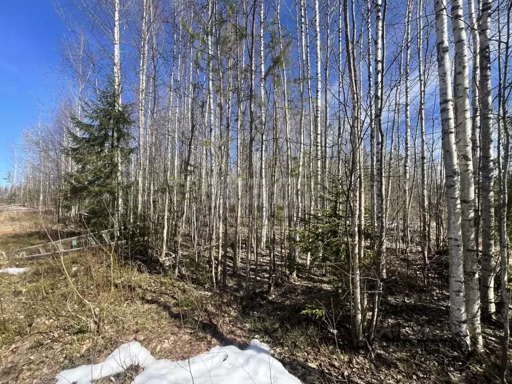 Участок в Коми, Сыктывдинский район, Выльгорт муниципальное ... - Фото 1