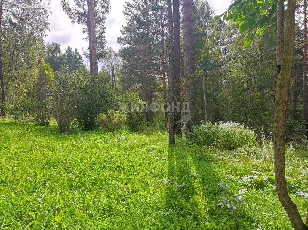 Участок в Емельяновский район, Элитовский сельсовет, село Арейское (10 ... - Фото 1