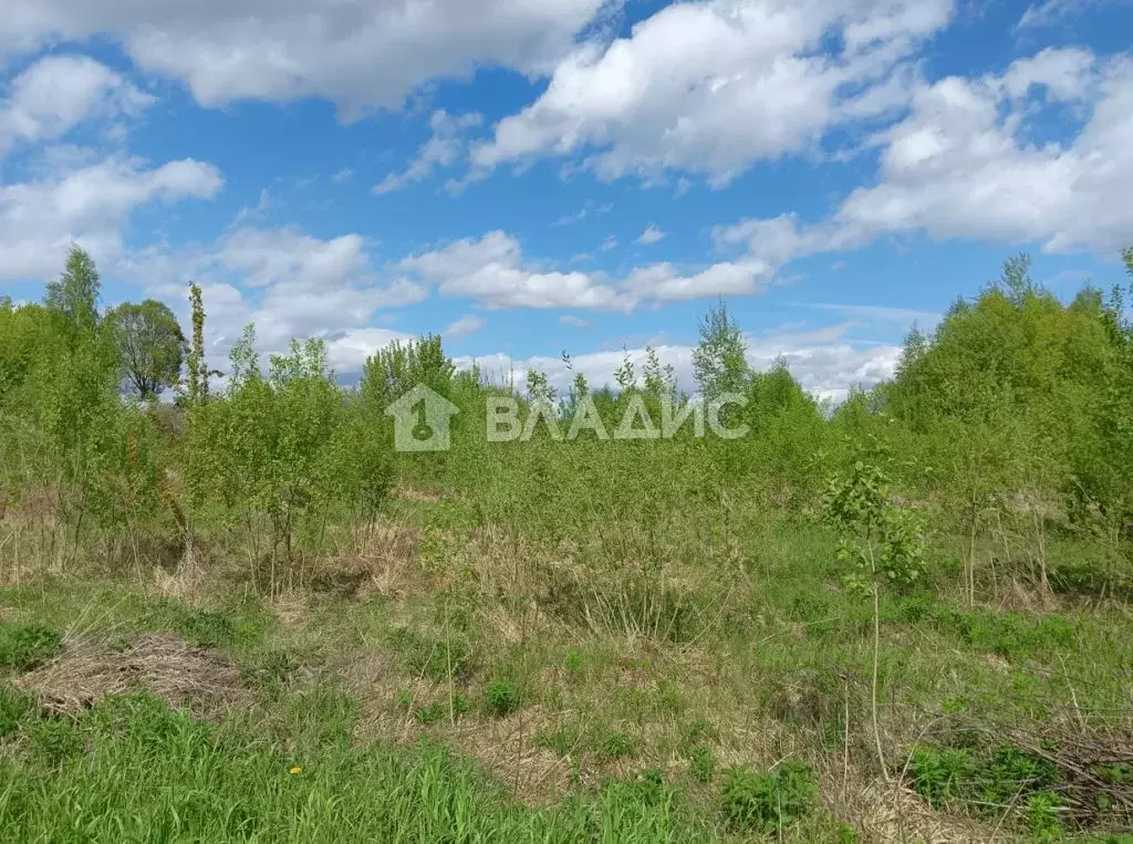 Участок в Владимирская область, Суздальский район, Селецкое ... - Фото 1