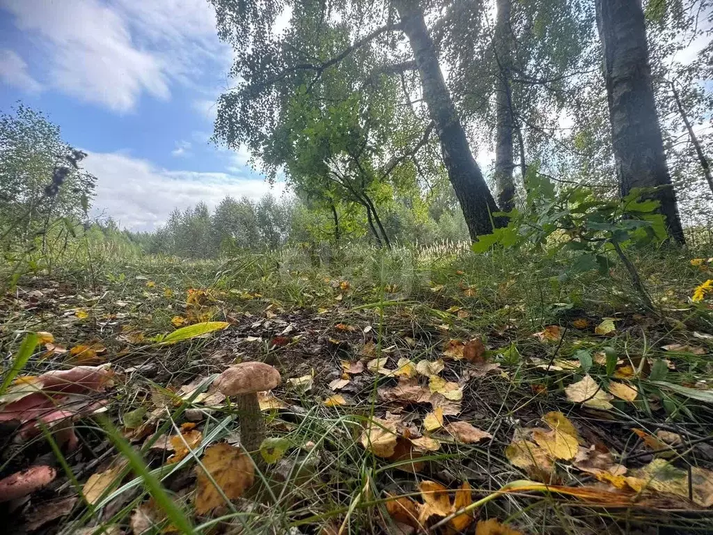 Участок в Костромская область, Красносельский район, Шолоховское ... - Фото 1