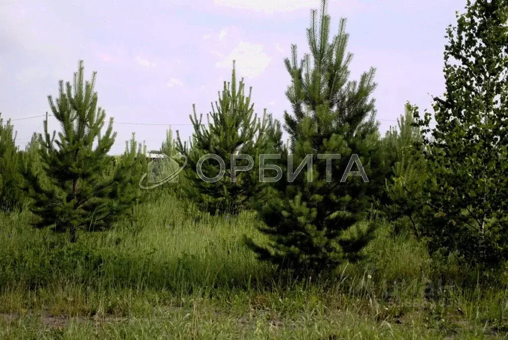 Участок в Тюменская область, Тюменский район, с. Кулига, Кулига-2 мкр  ... - Фото 1