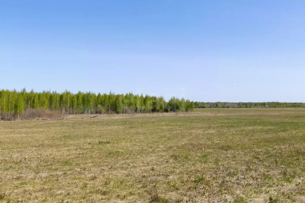Участок в Тюменская область, Тюменский муниципальный округ, Каменское ... - Фото 1