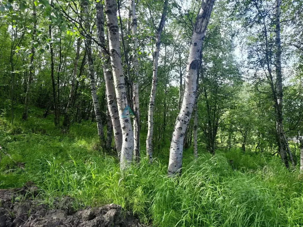 Участок в Мурманская область, Кольский район, Кильдинстрой городское ... - Фото 1