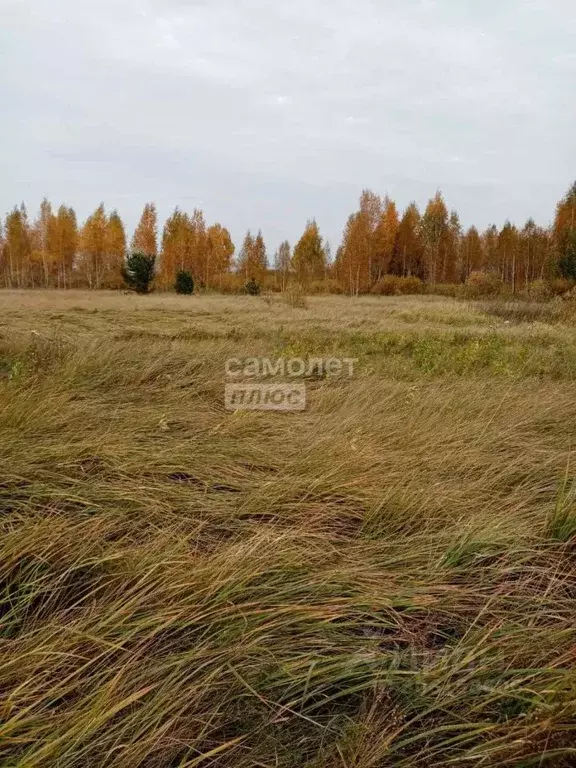 Участок в Тюменская область, Тюменский район, с. Борки ул. ... - Фото 0