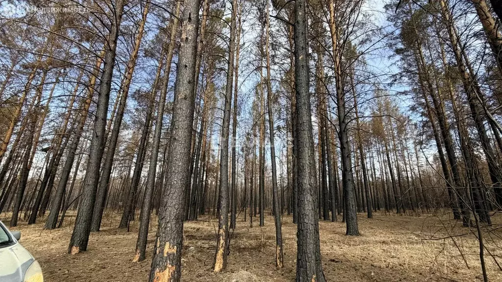 Участок в Забайкальский край, Читинский муниципальный округ, СТ № 55 ... - Фото 1