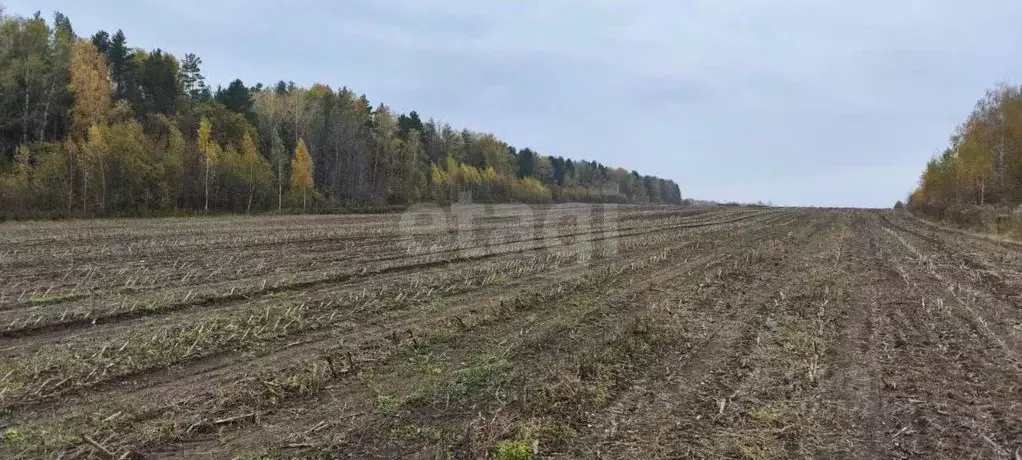 Участок в Брянская область, Брянский район, Добрунское с/пос, д. ... - Фото 2