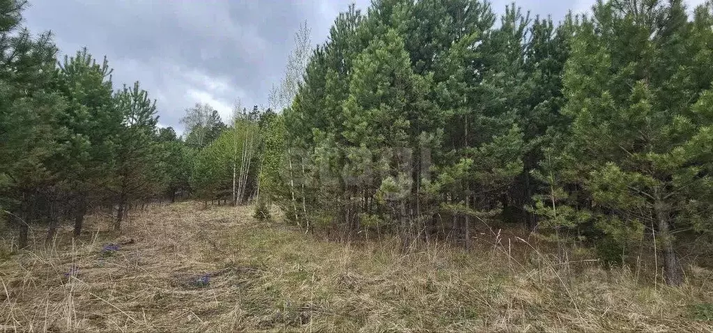 Участок в Красноярский край, Сосновоборский муниципальный округ, д. ... - Фото 1