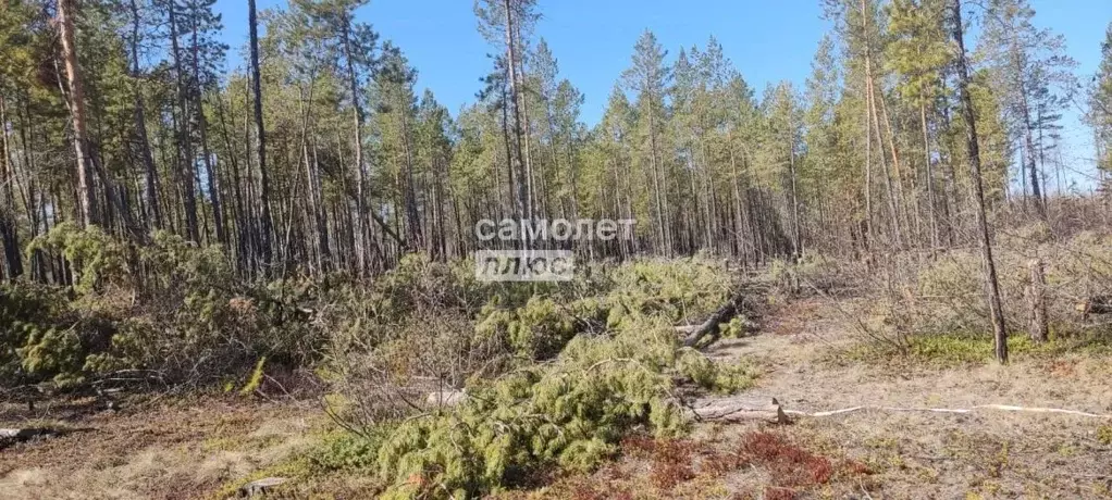 Участок в Саха (Якутия), Якутск  (12.0 сот.) - Фото 1