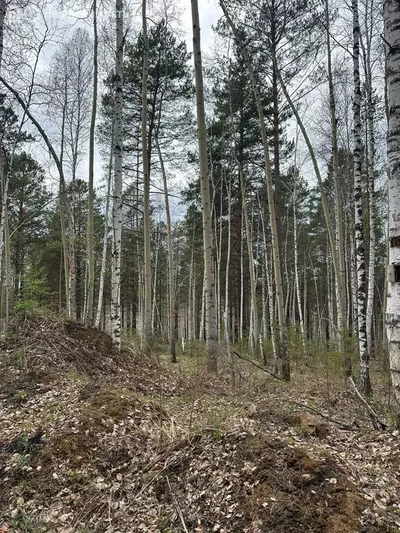 Участок в Иркутский муниципальный округ, ДПК Садко (10 м) - Фото 0