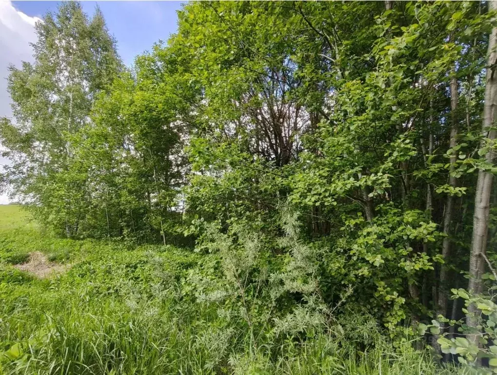 Участок в Московская область, Талдомский городской округ, д. Измайлово ... - Фото 1