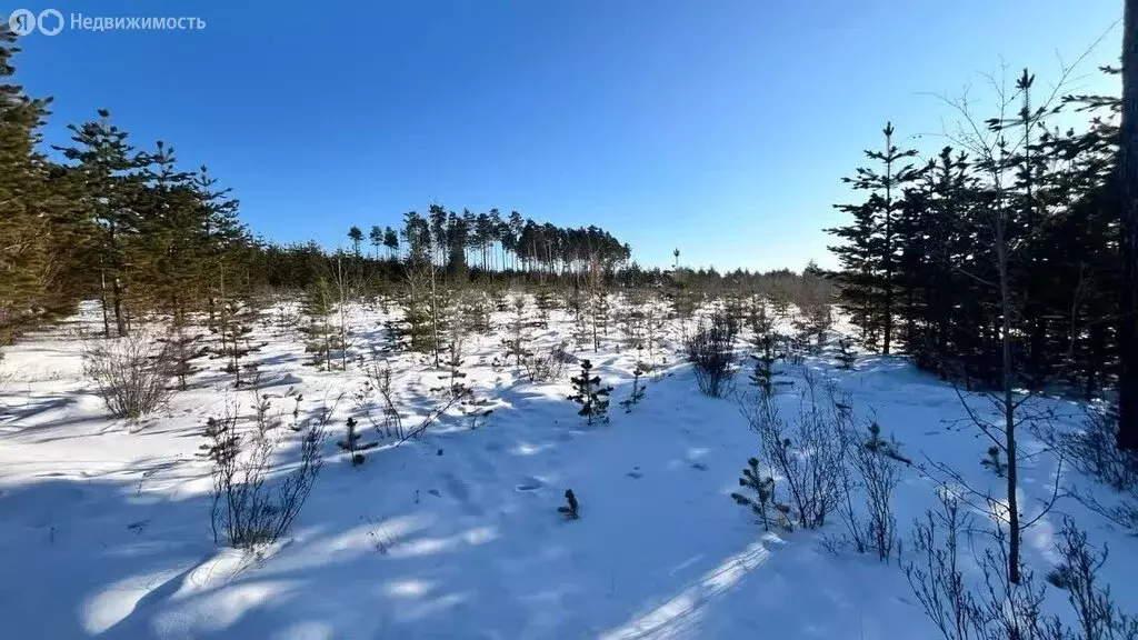Участок в Читинский район, сельское поселение Смоленское, территория ... - Фото 1