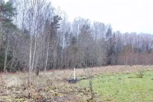 Участок в Новгородская область, Новгородский район, Савинское с/пос, ... - Фото 1