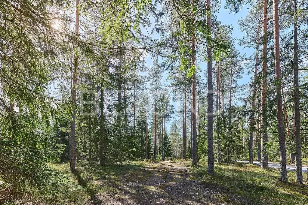 Участок в Ленинградская область, Выборгский район, Первомайское с/пос, ... - Фото 2