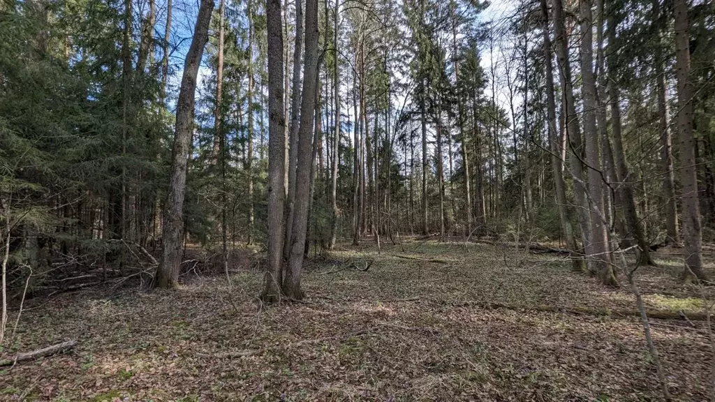 Участок в Московская область, Чехов городской округ, д. Прохорово  ... - Фото 0