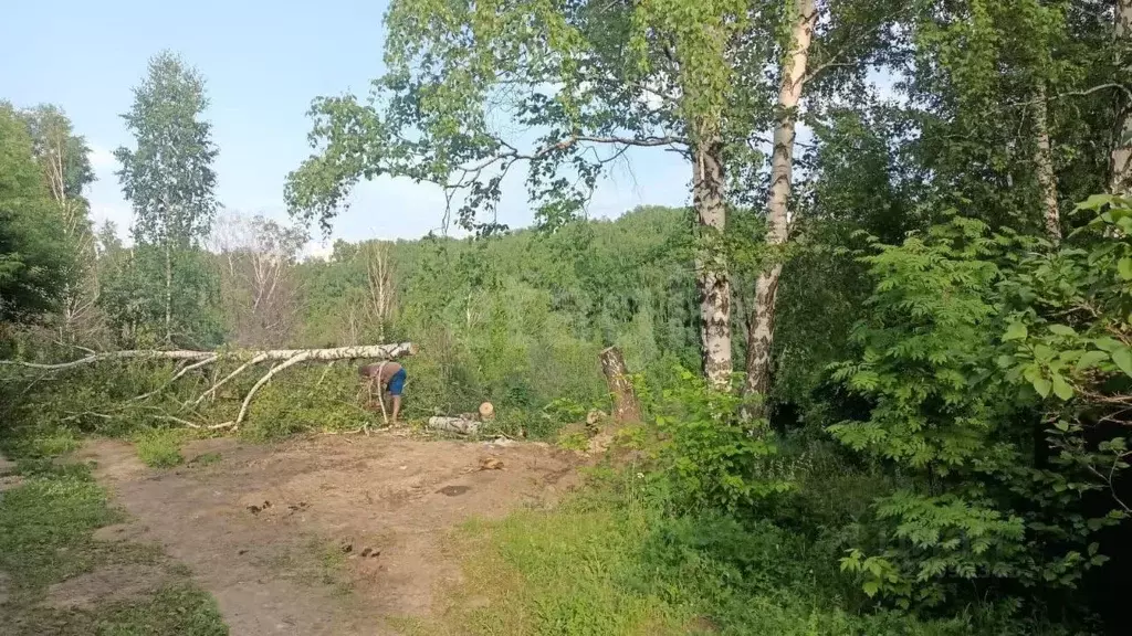 Участок в Новосибирская область, Новосибирск Комета-Березка садовое ... - Фото 1