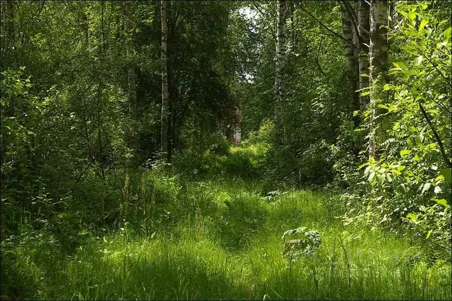 Участок в Московская область, Чехов городской округ, д. Манушкино ... - Фото 1