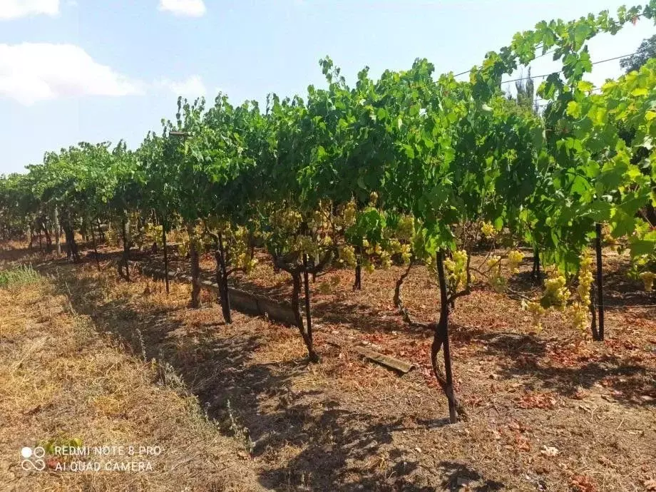 Участок в Крым, Феодосия муниципальный округ, с. Ближнее ул. ... - Фото 2