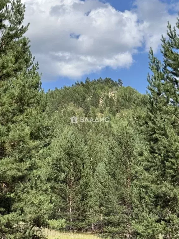Участок в Бурятия, Тарбагатайский район, Заводское с/пос, Кедр ДНТ  ... - Фото 1