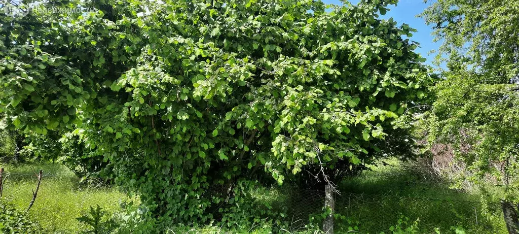 Участок в село Дефановка, микрорайон Озёрный (652 м) - Фото 1