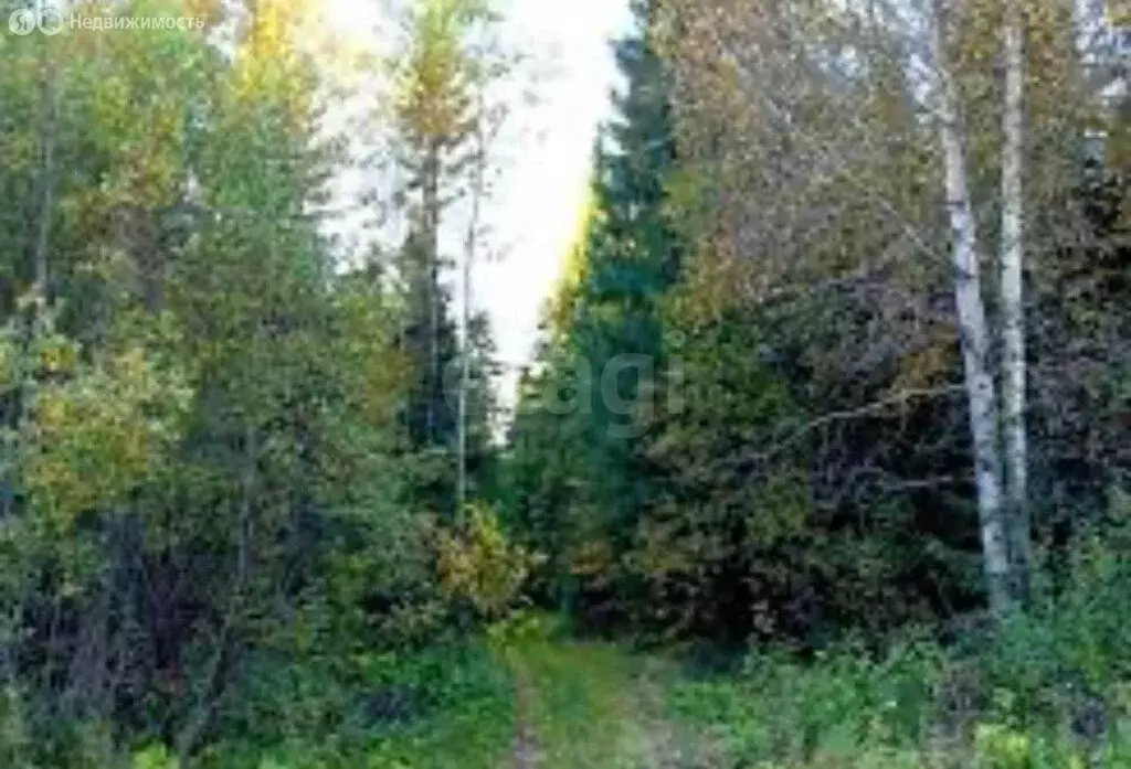 Участок в Пермский край, Краснокамский муниципальный округ, посёлок ... - Фото 2