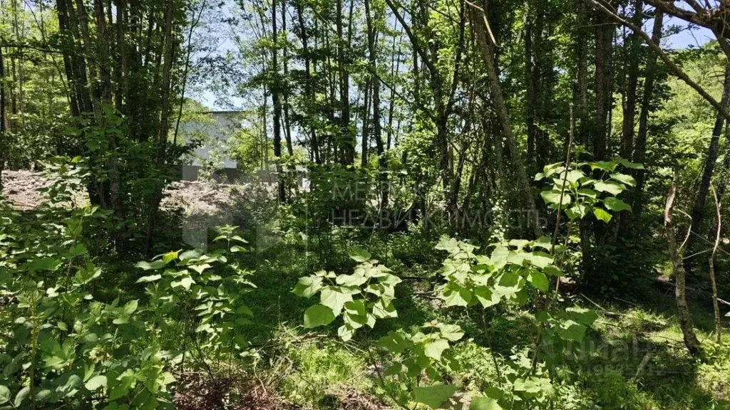 Участок в Краснодарский край, Сочи городской округ, с. Солохаул ул. ... - Фото 0