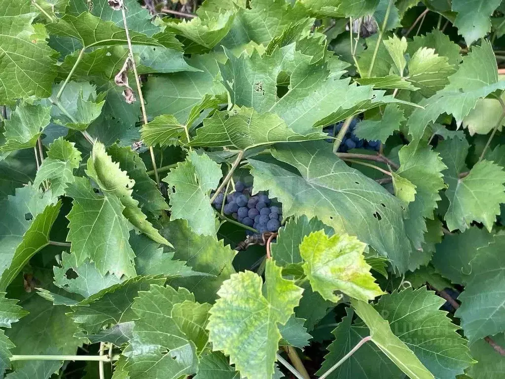 Дом в Белгородская область, Чернянский район, Большанское с/пос, ... - Фото 1