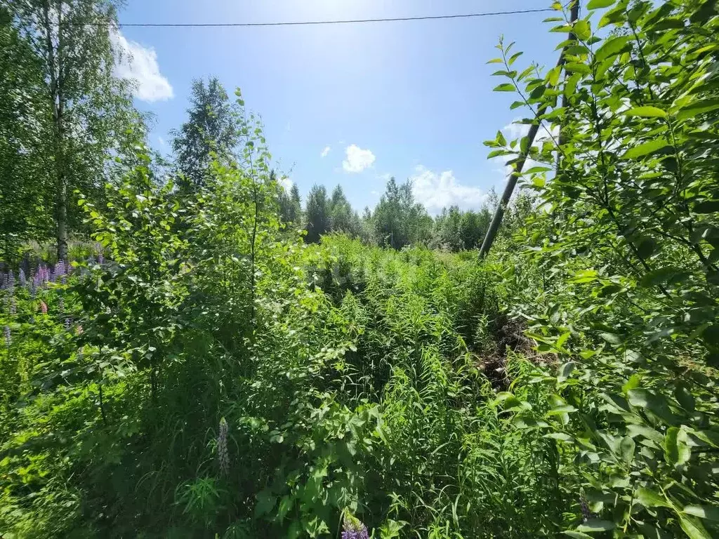 Участок в Коми, Сыктывдинский район, с. Выльгорт, Клен СТ  (10.0 сот.) - Фото 2