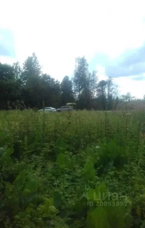 Участок в Новгородская область, Крестецкий район, д. Новое Рахино  ... - Фото 1