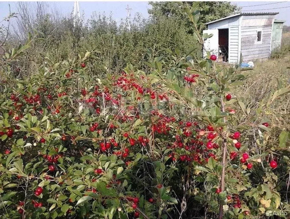 Участок в Новосибирская область, Бердск Отрадное СНТ, ул. 5-я (5.0 ... - Фото 1