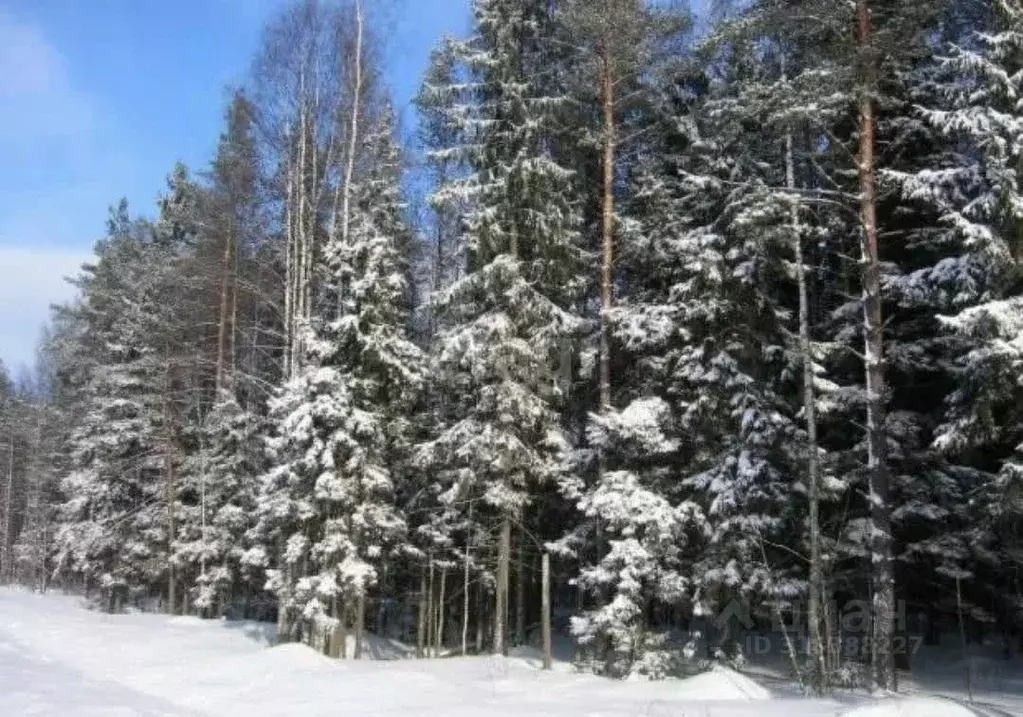 Участок в Ханты-Мансийский АО, Сургут  (11.0 сот.) - Фото 0