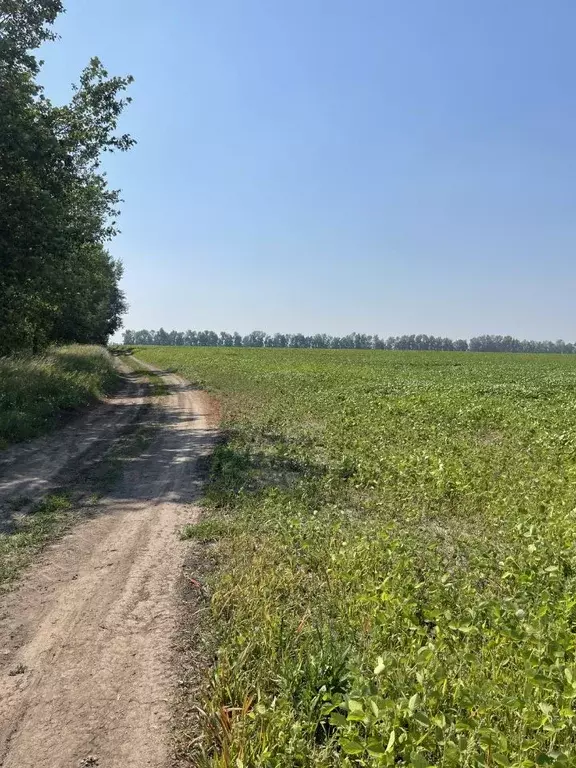 Участок в Алтайский край, Павловский район, Молодежный ДНТ  (1377.76 ... - Фото 1