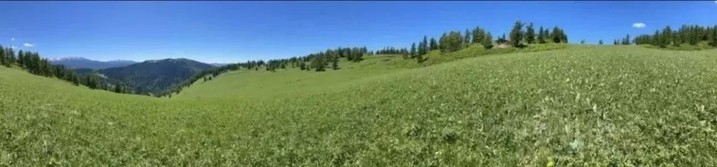 Участок в Алтай, Чемальский район, Элекмонарское с/пос  (45.29 сот.) - Фото 2