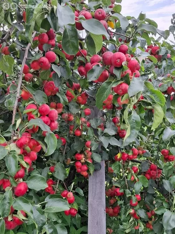 Участок в Мочищенский сельсовет, СНТ Горняк (3.8 м) - Фото 2