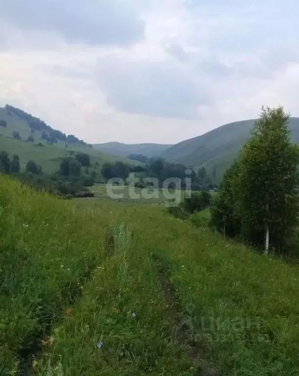 Участок в Алтайский край, Солонешенский район, с. Лютаево  (1280.3 ... - Фото 1