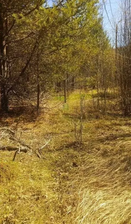 Участок в Бурятия, Баргузинский район, с. Максимиха, Территория ... - Фото 2