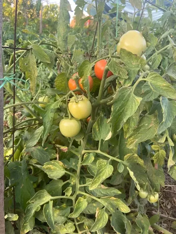 Участок в Крым, Ленинский район, Войковское с/пос, Аджимушкаец ТСН  ... - Фото 2