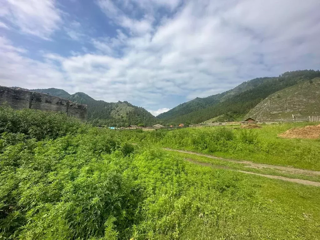 Участок в Алтай, Чемальский район, с. Аюла Набережная ул., 4А (19.76 ... - Фото 1